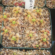 صورة Drosera nitidula subsp. omissa (Diels) N. Marchant & Lowrie