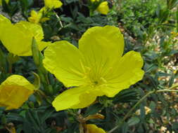 Imagem de Oenothera fruticosa L.