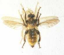 صورة Laphria flava (Linnaeus 1761)