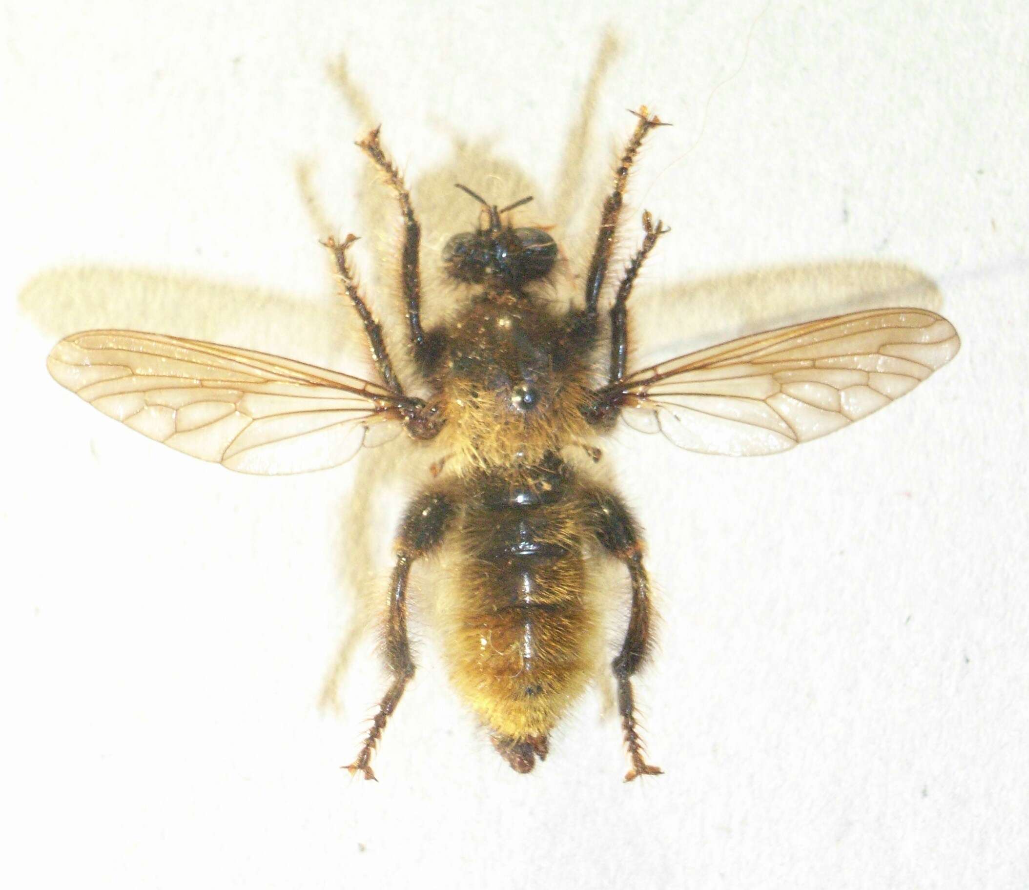 صورة Laphria flava (Linnaeus 1761)