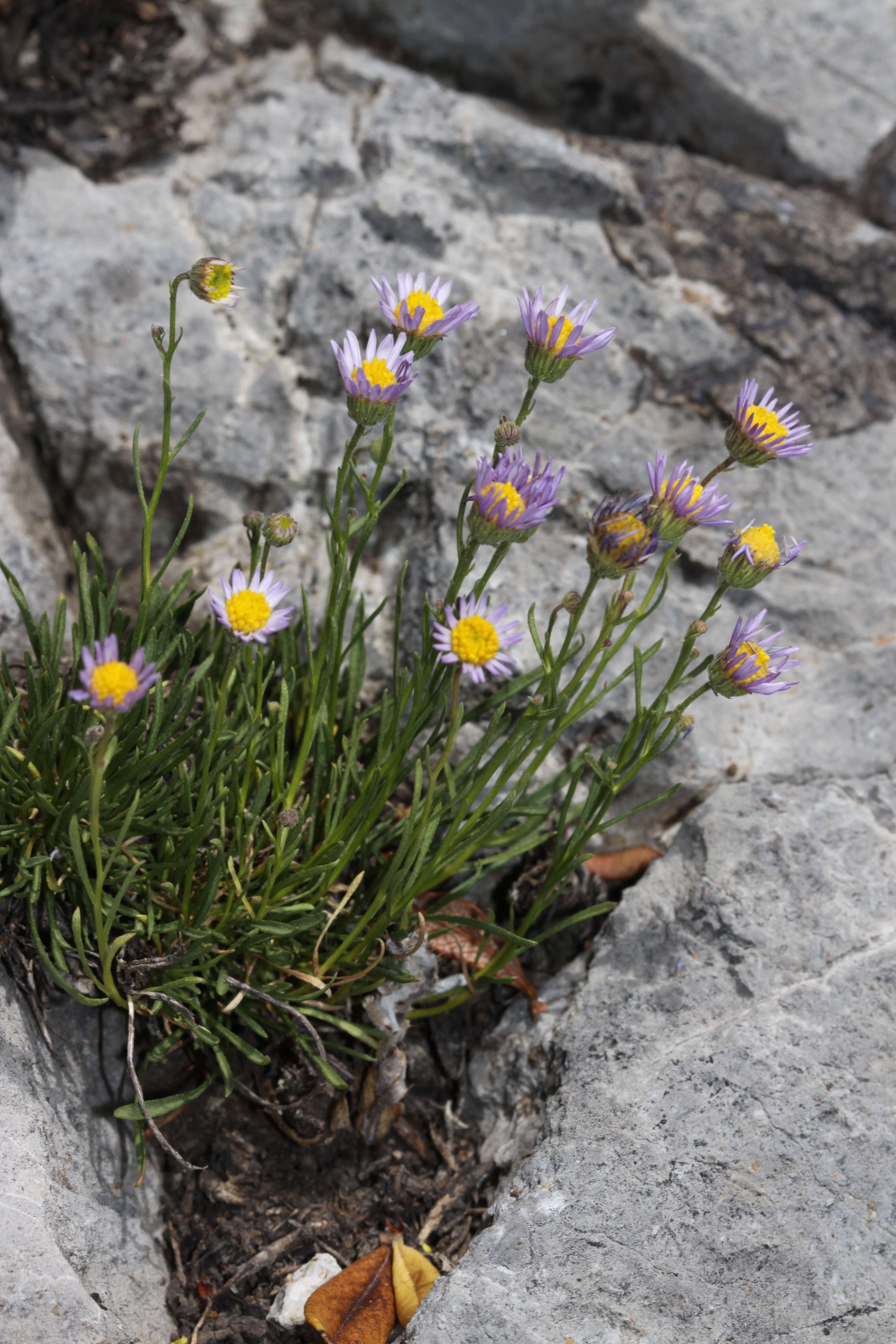 Image de Erigeron arenarioides (D. C. Eat. ex Gray) Rydb.