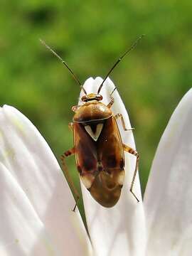 Image of alfalfa lygus