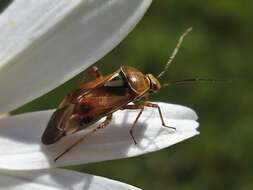 Image of alfalfa lygus