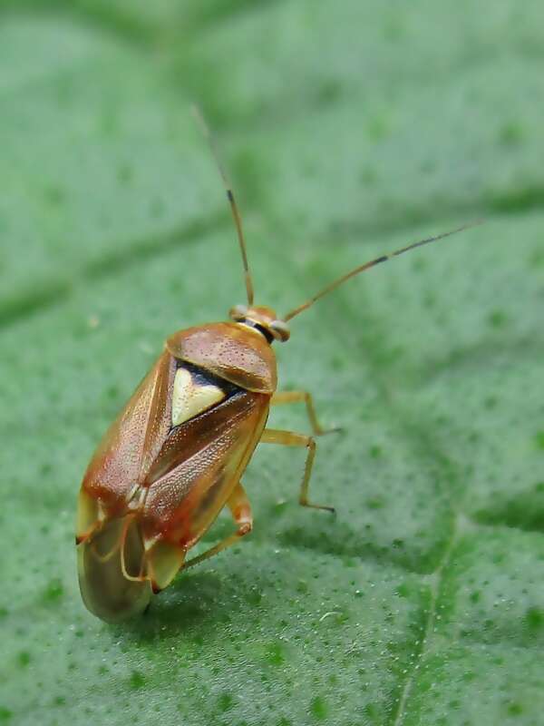 صورة Lygus pratensis (Linnaeus 1758)