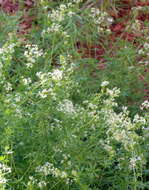 Image of Rough bedstraw