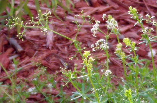 Image of Rough bedstraw