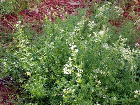 Image of Rough bedstraw