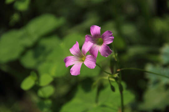 Image of pink woodsorrel