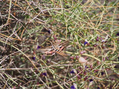 Imagem de Scutellaria mexicana (Torr.) A. J. Paton