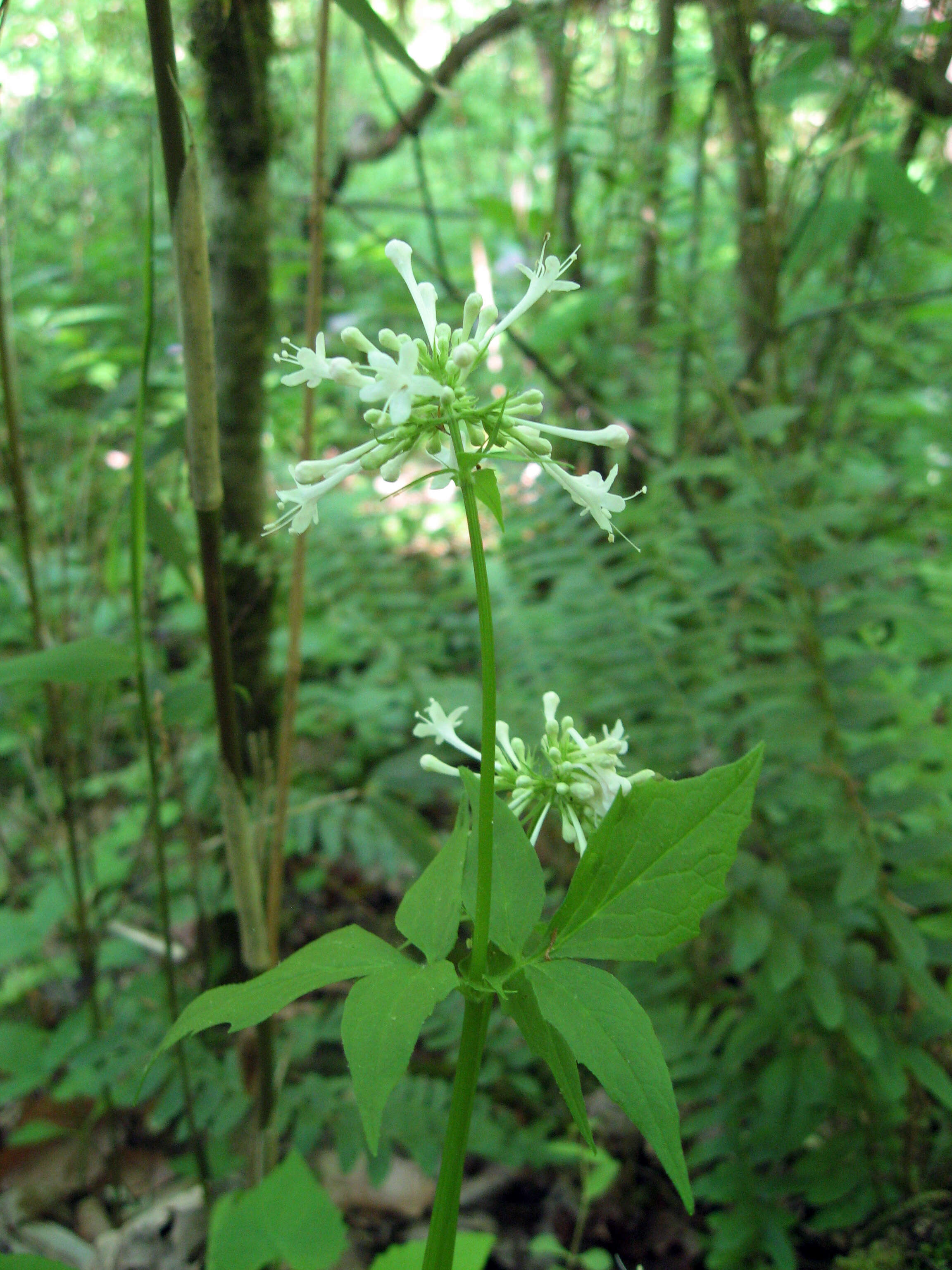 Image of largeflower valerian