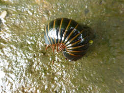 Image of Giant pill millipedes