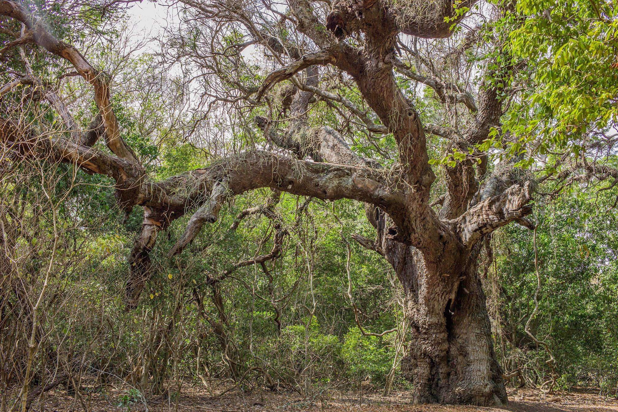 Image of Lebombo wattle