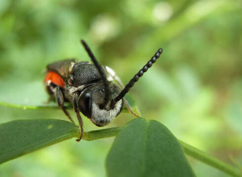 Image of Sphecodes albilabris (Fabricius 1793)