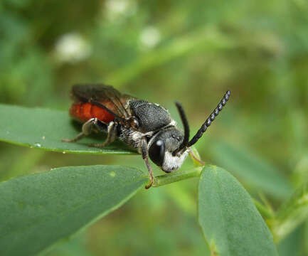 Image of Sphecodes albilabris (Fabricius 1793)