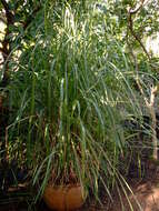 Image of East Indian lemongrass