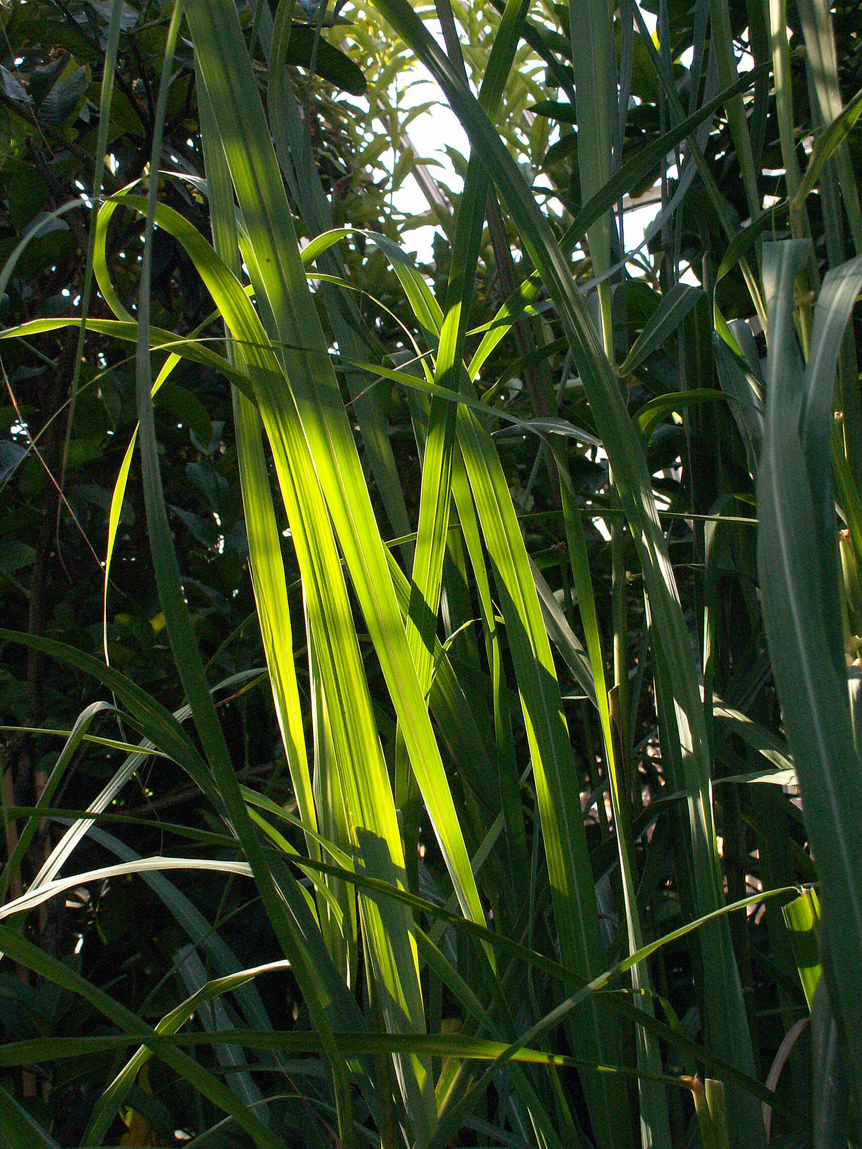 Image of East Indian lemongrass