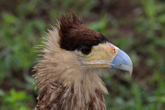 Image of Crested Caracara