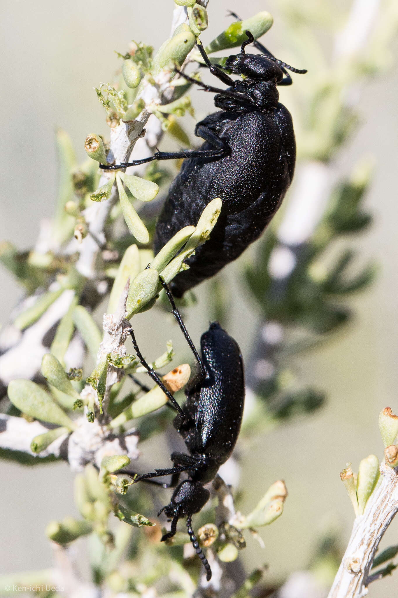 Image of Cordylospasta