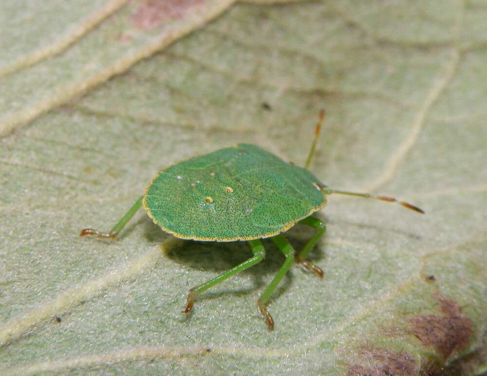 Image de <i>Palomena viridissima</i>