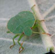 Image de <i>Palomena viridissima</i>