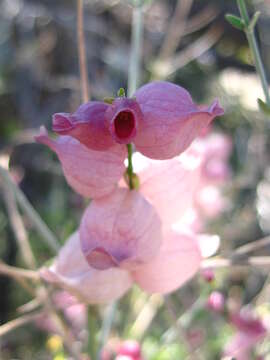 Imagem de Scutellaria mexicana (Torr.) A. J. Paton