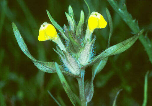 Image of vernal pool Indian paintbrush