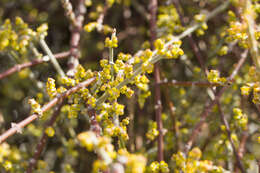 Image of mesquite mistletoe