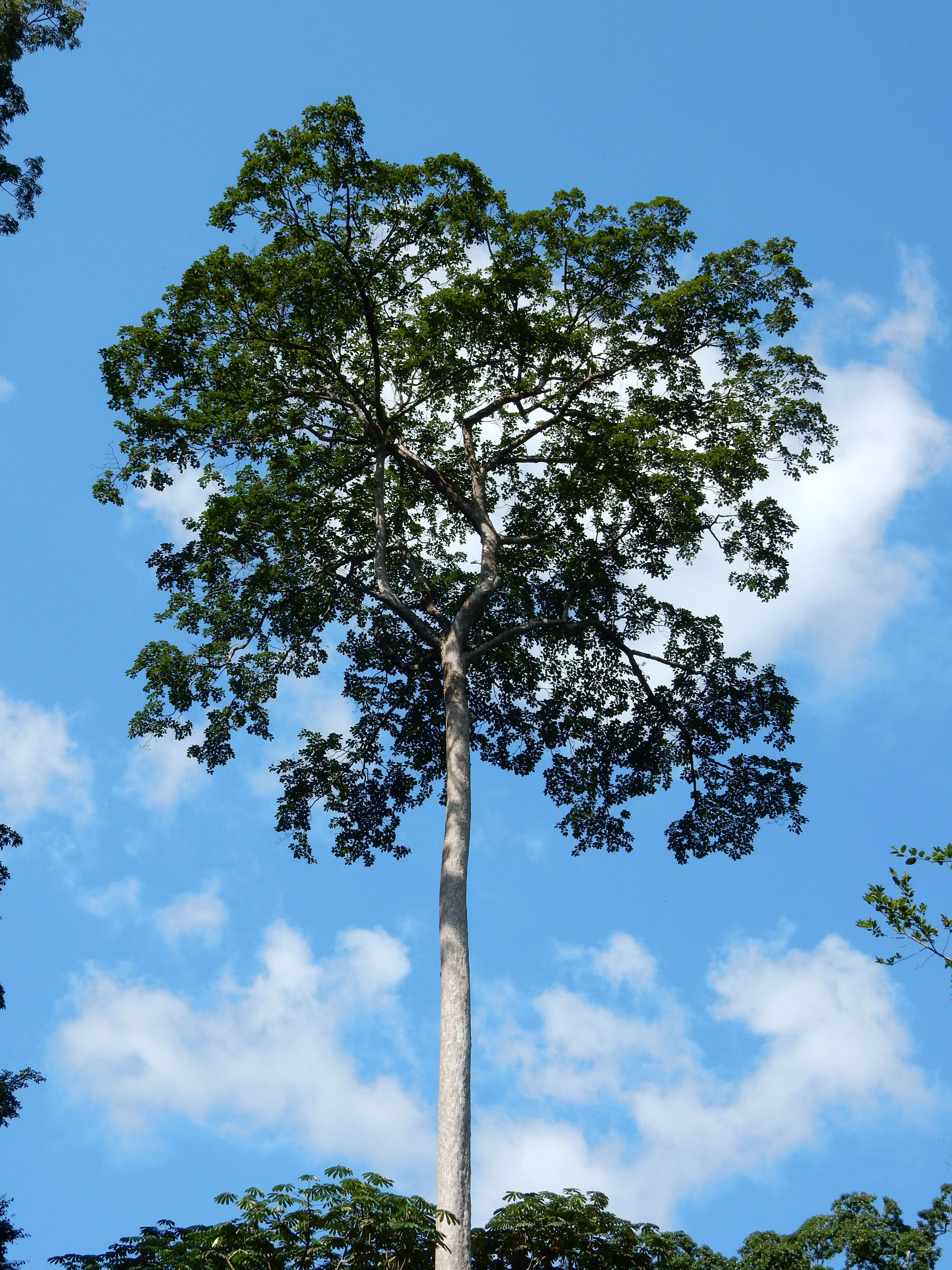 Image of superb terminalia