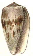 Image of Conus julii Liénard 1870