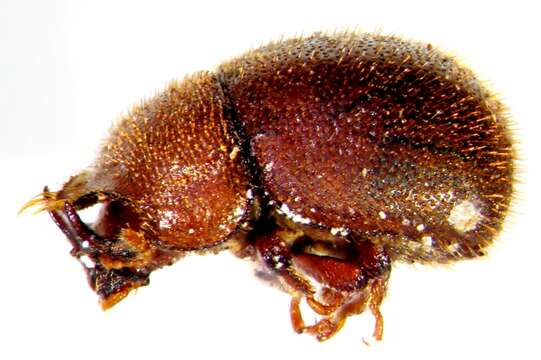 Image of minute tree-fungus beetles