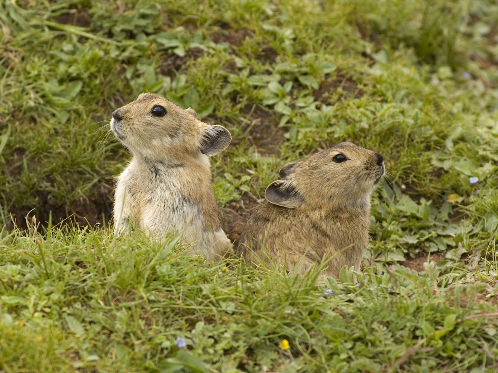 Image of Black-lipped Pika