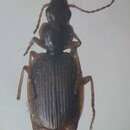 Imagem de Cymindis (Cymindis) alutacea Wollaston 1867