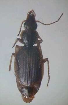 Plancia ëd Cymindis (Cymindis) alutacea Wollaston 1867