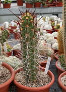 Echinopsis resmi