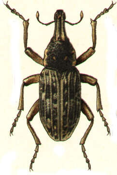 Image of Ammocleonus