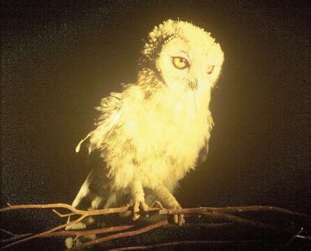 Image of Desert Owl