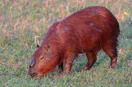 Image of Capybaras