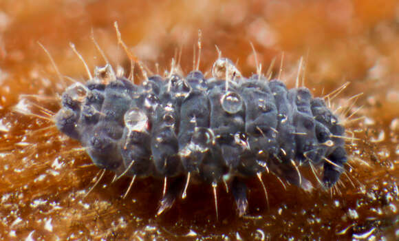 Image of Springtail