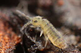 Image of Marsh springtail