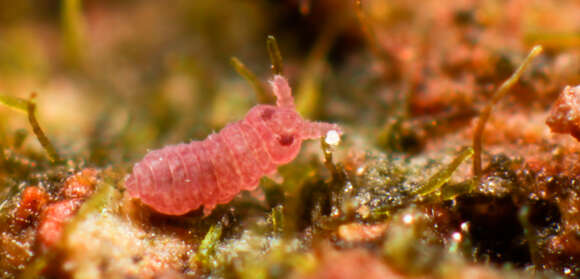 صورة Brachystomella