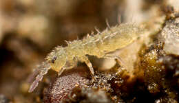 Imagem de Isotoma viridis Bourlet & C 1839