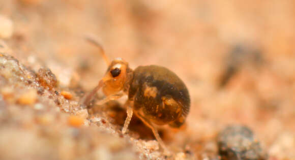 Image of Globular springtail