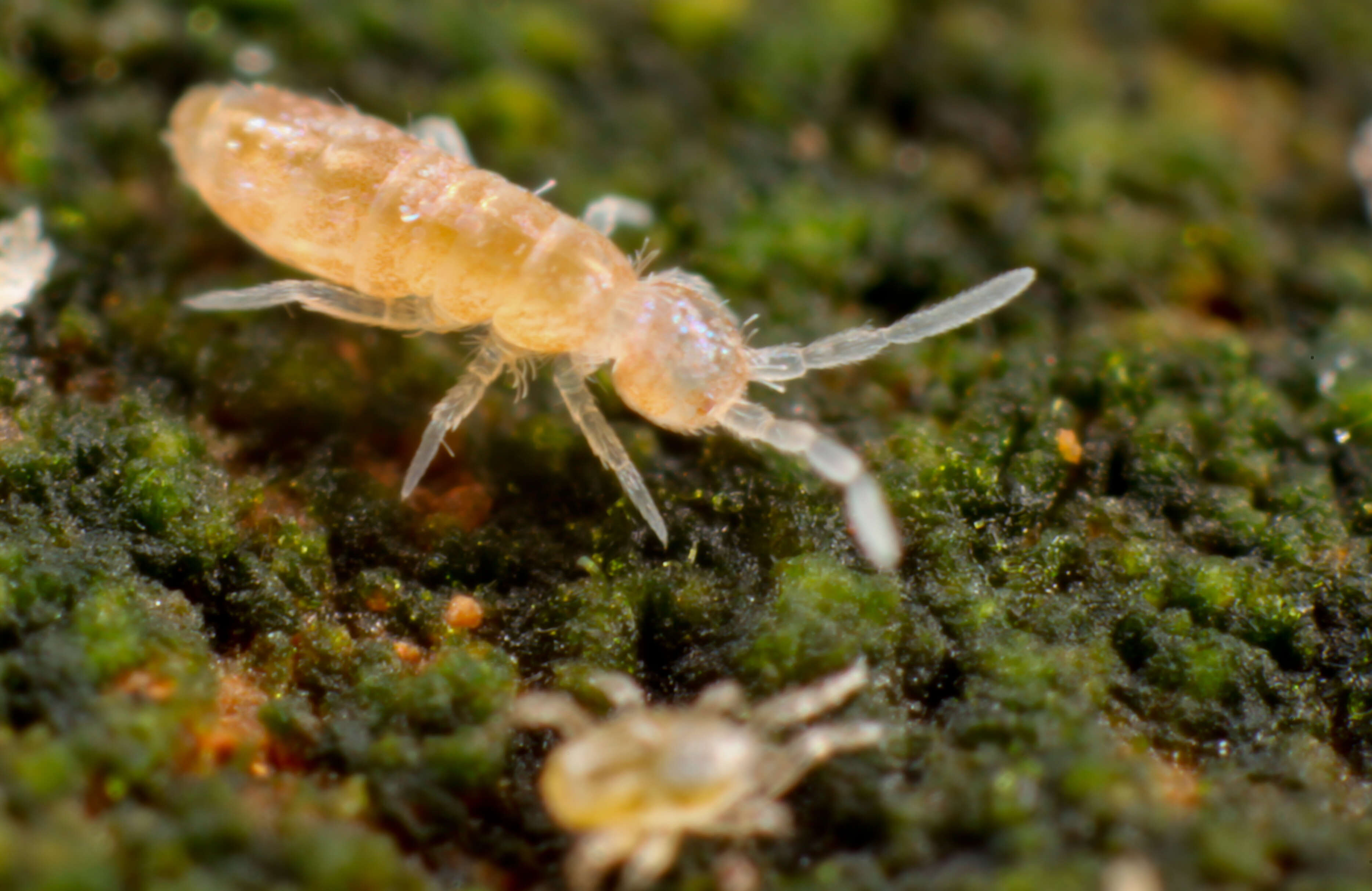 Image de Heteromurus nitidus (Templeton & R ex Templeton, R, Westwood & JO 1836)