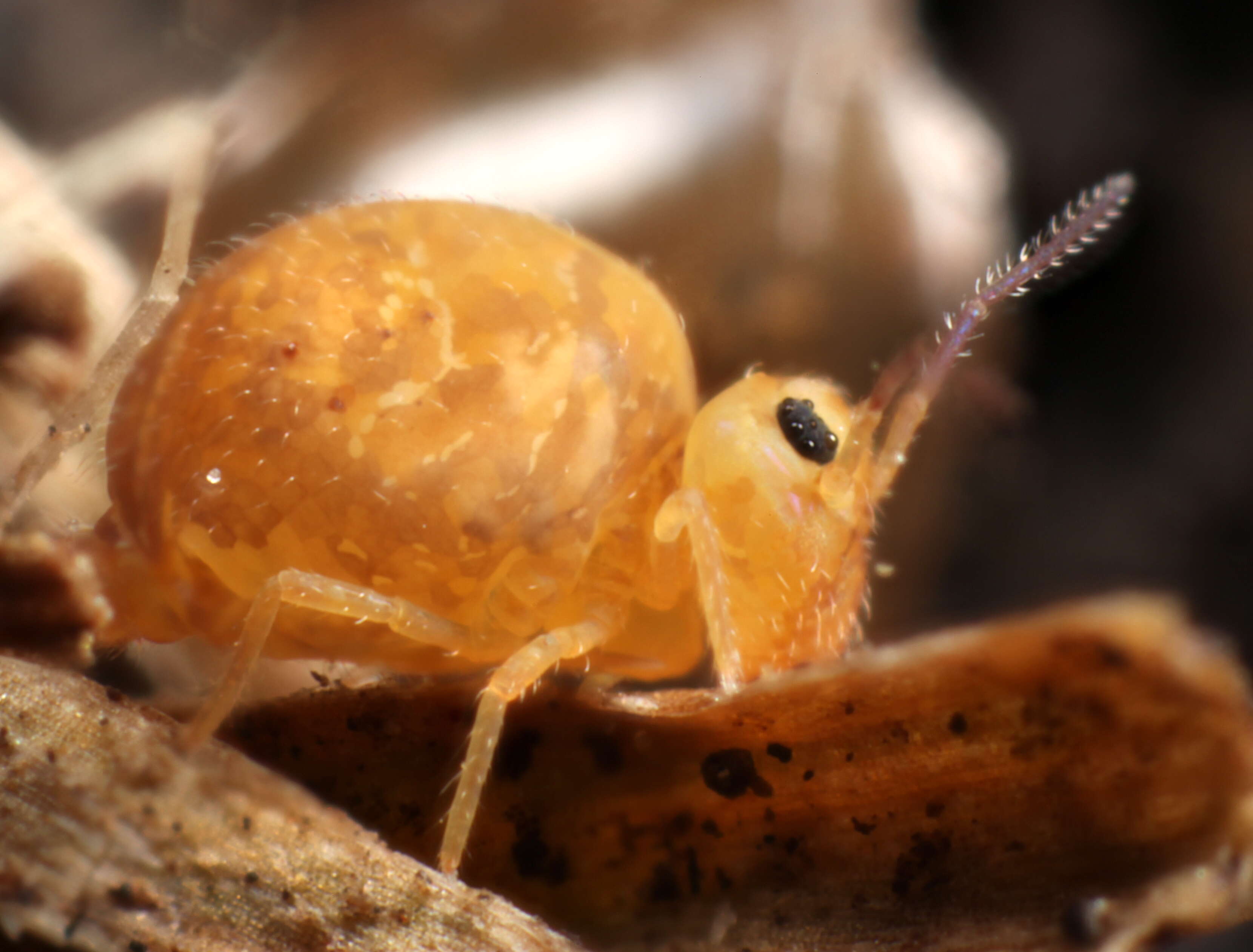 Image of Garden Springtail