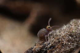 Image of Garden Springtail