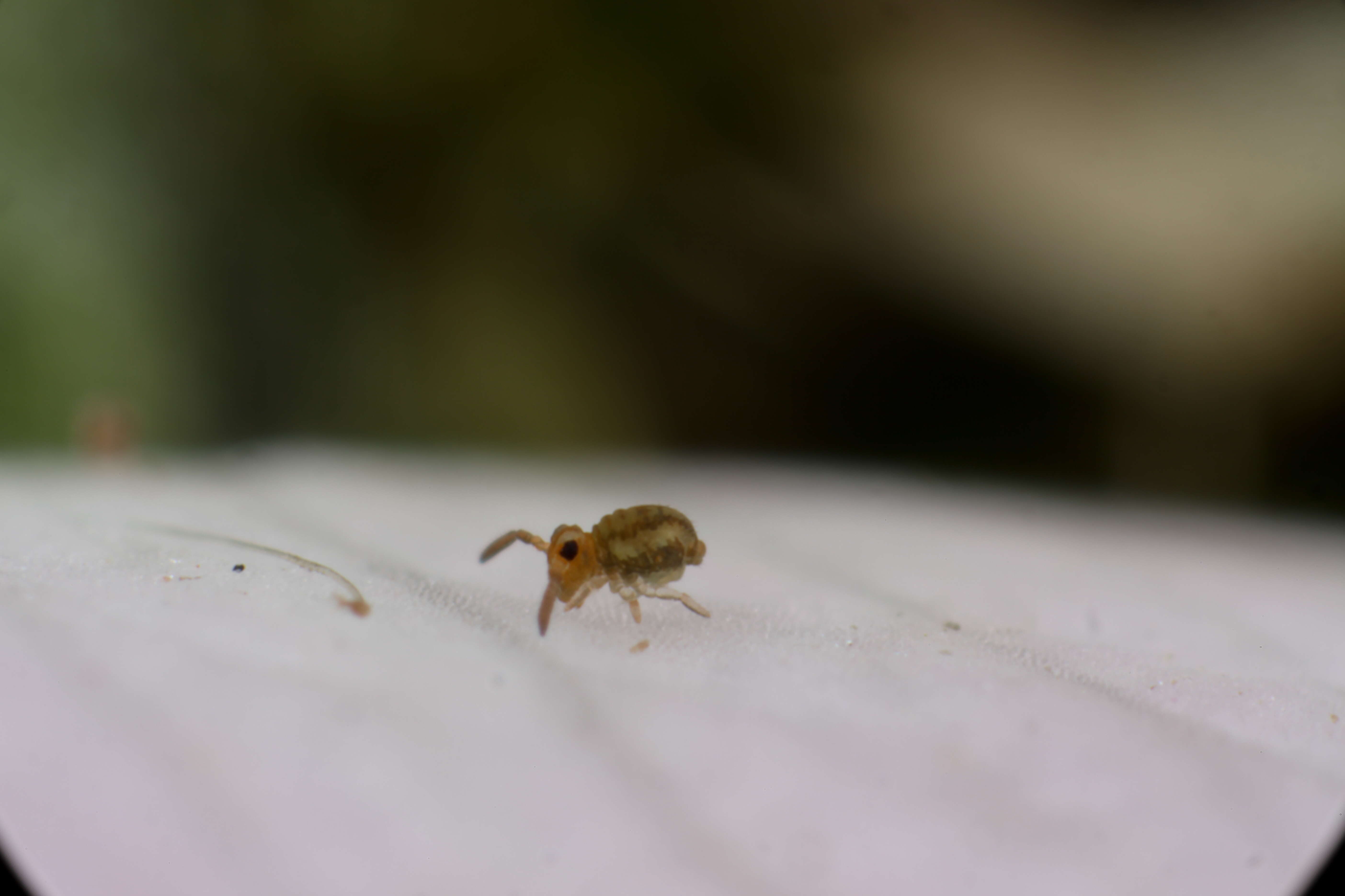 Image of Globular springtail