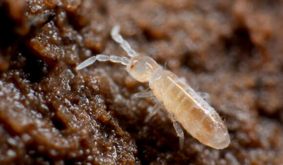 Image of Heteromurus nitidus (Templeton & R ex Templeton, R, Westwood & JO 1836)