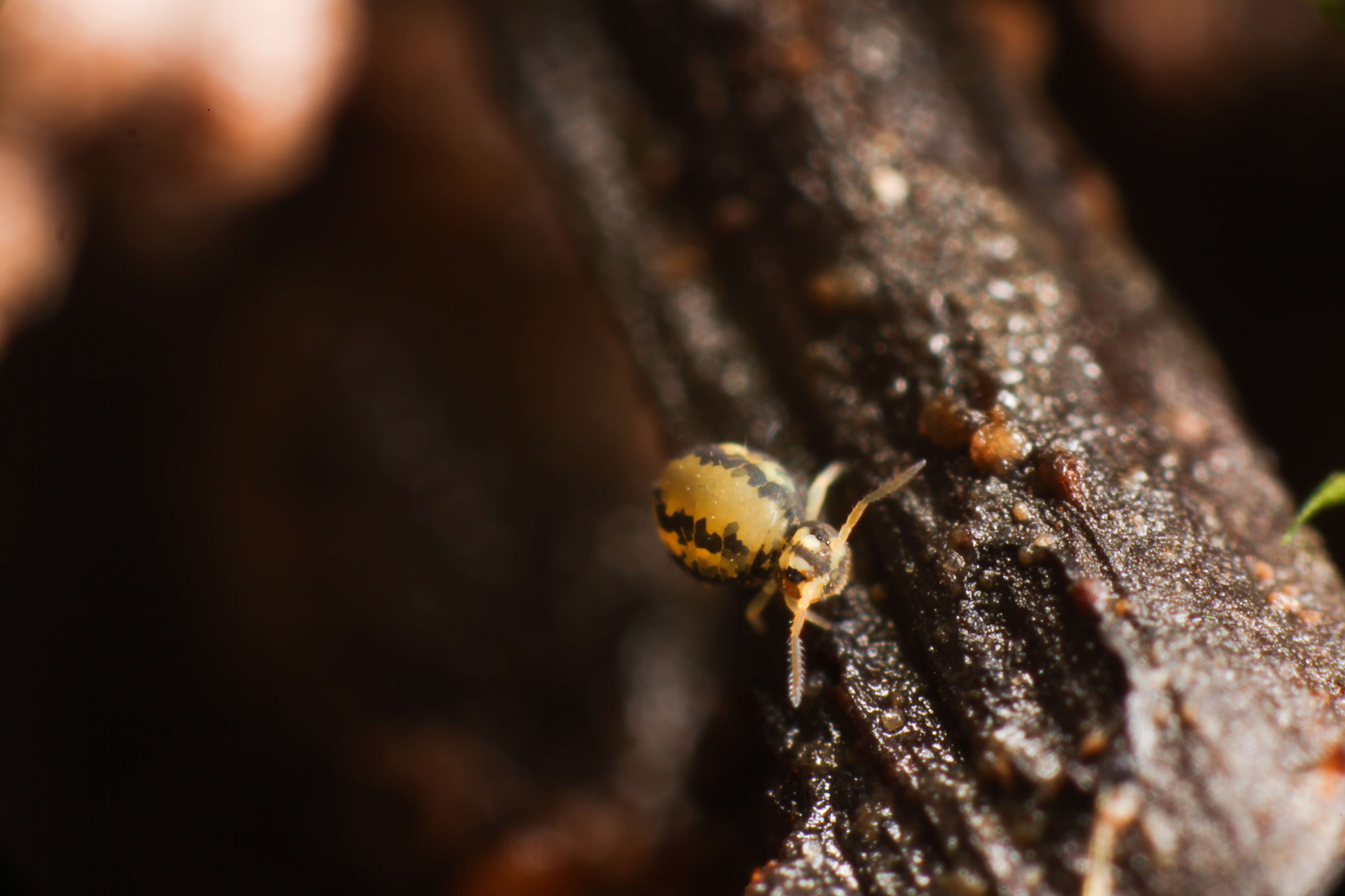 Image of Globular springtail