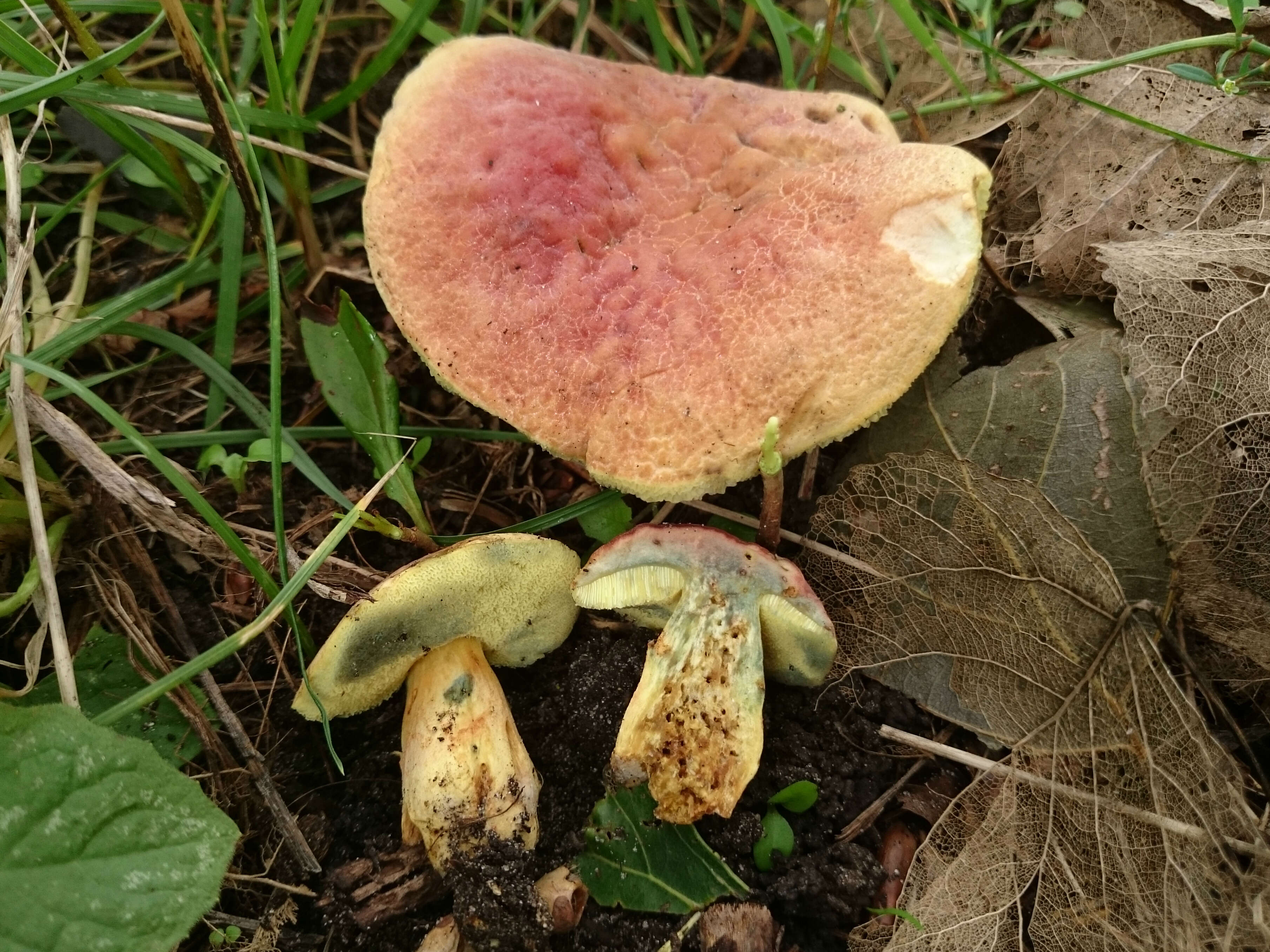 Image of Hortiboletus bubalinus (Oolbekk. & Duin) L. Albert & Dima 2015