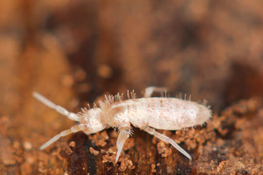 Image de Heteromurus nitidus (Templeton & R ex Templeton, R, Westwood & JO 1836)